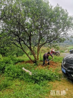 20公分香泡