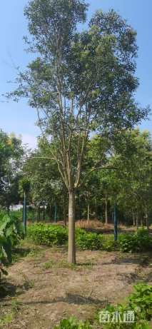 17公分大叶女贞