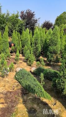 高度200厘米柏树