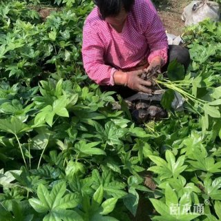 高度40厘米八角金盘小苗