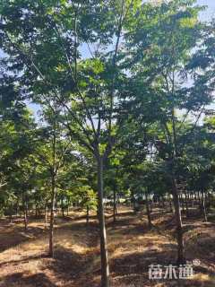 10公分黄山栾树