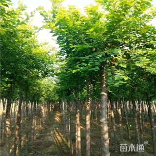 7公分金叶榆