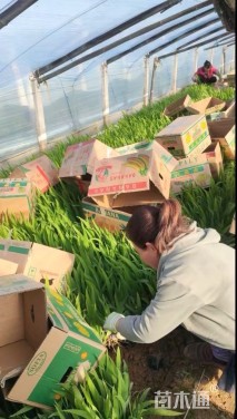 高度30厘米蓝花鸢尾