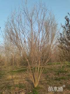 高度600厘米丛生五角枫