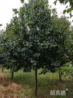 13公分彩叶豆梨