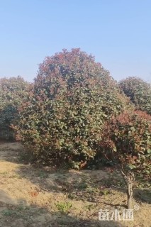 冠幅300厘米红叶石楠球