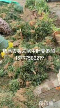 高度25厘米金娃娃萱草