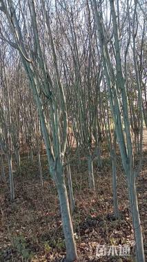 15公分绚丽海棠