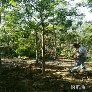 10公分栾树