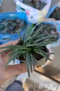 高度10厘米沿阶草