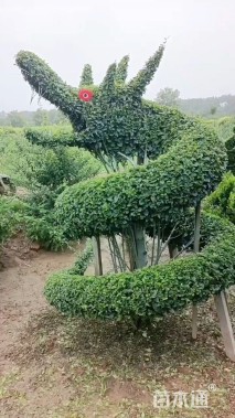 高度120厘米小叶女贞小苗