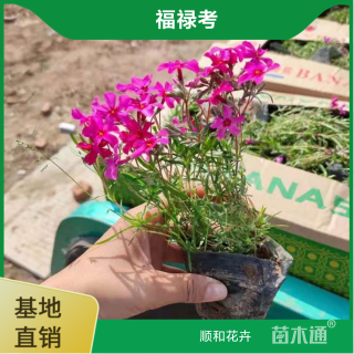 高度15厘米福禄考