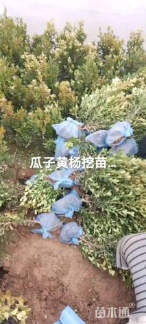 高度50厘米小叶黄杨