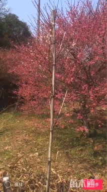 25公分骨里红梅