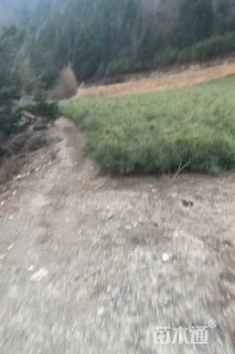 高度80厘米油松