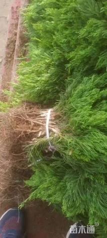 高度15厘米小龙柏