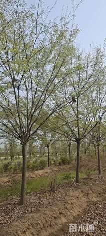 15公分榉树