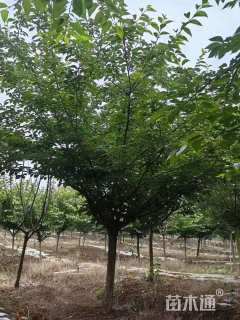 14公分日本晚樱