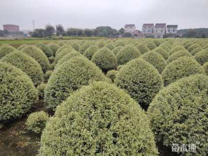 冠幅120厘米银姬小蜡球