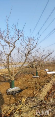 12公分山楂树