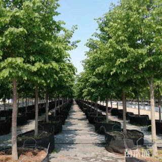 12公分欧洲小叶椴