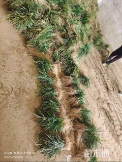 高度15厘米中叶麦冬