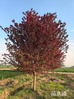 15公分丰盛海棠