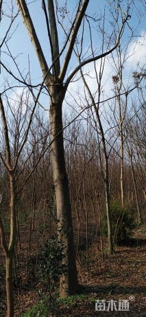 12公分黄山栾树