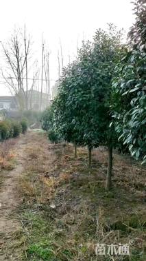 14公分红叶石楠