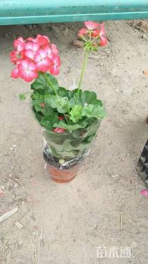 高度25厘米天竺葵