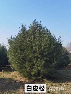 高度450厘米白皮松