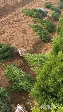 高度120厘米塔柏