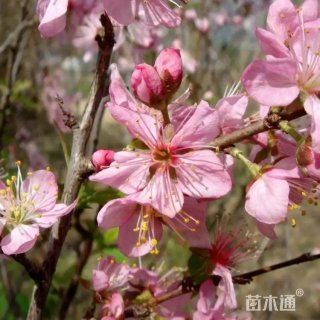高度110厘米郁李