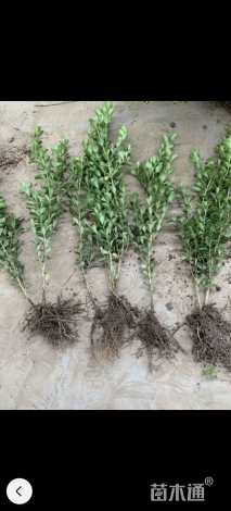 高度30厘米瓜子黄杨