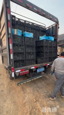 高度25厘米长春花