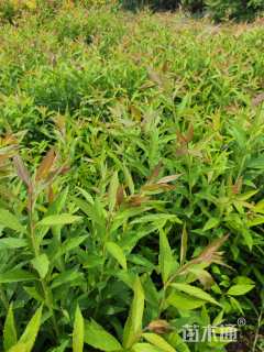高度40厘米绣线菊