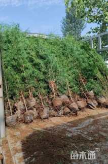 高度150厘米侧柏