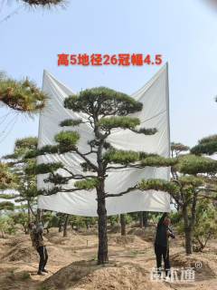 26公分精品高杆造型松