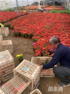 高度23厘米菊花