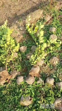 高度60厘米金森女贞