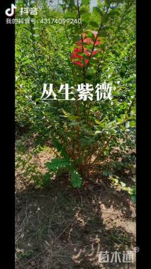 高度150厘米丛生紫薇