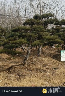 高度250厘米黑松