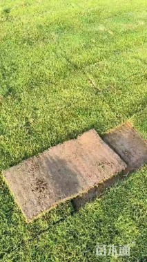 草卷状四季青草坪