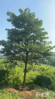 15公分花旗木