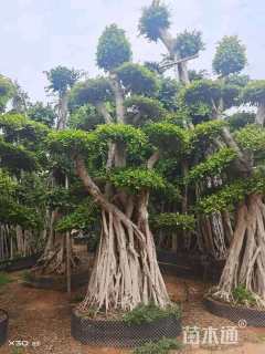 80公分造型小叶榕