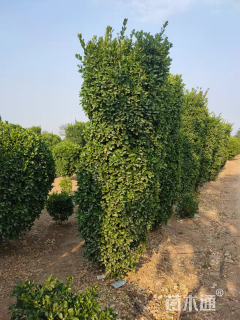 高度180厘米大叶黄杨柱