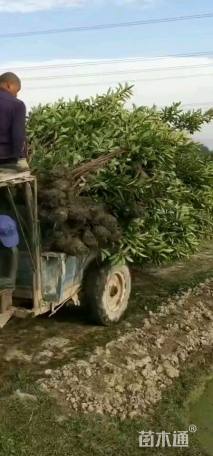 高度100厘米法国冬青