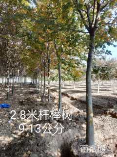 15公分榉树