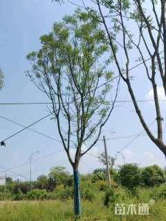 50公分(5杆)丛生黄连木