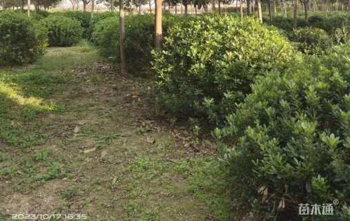 冠幅180厘米枸骨球